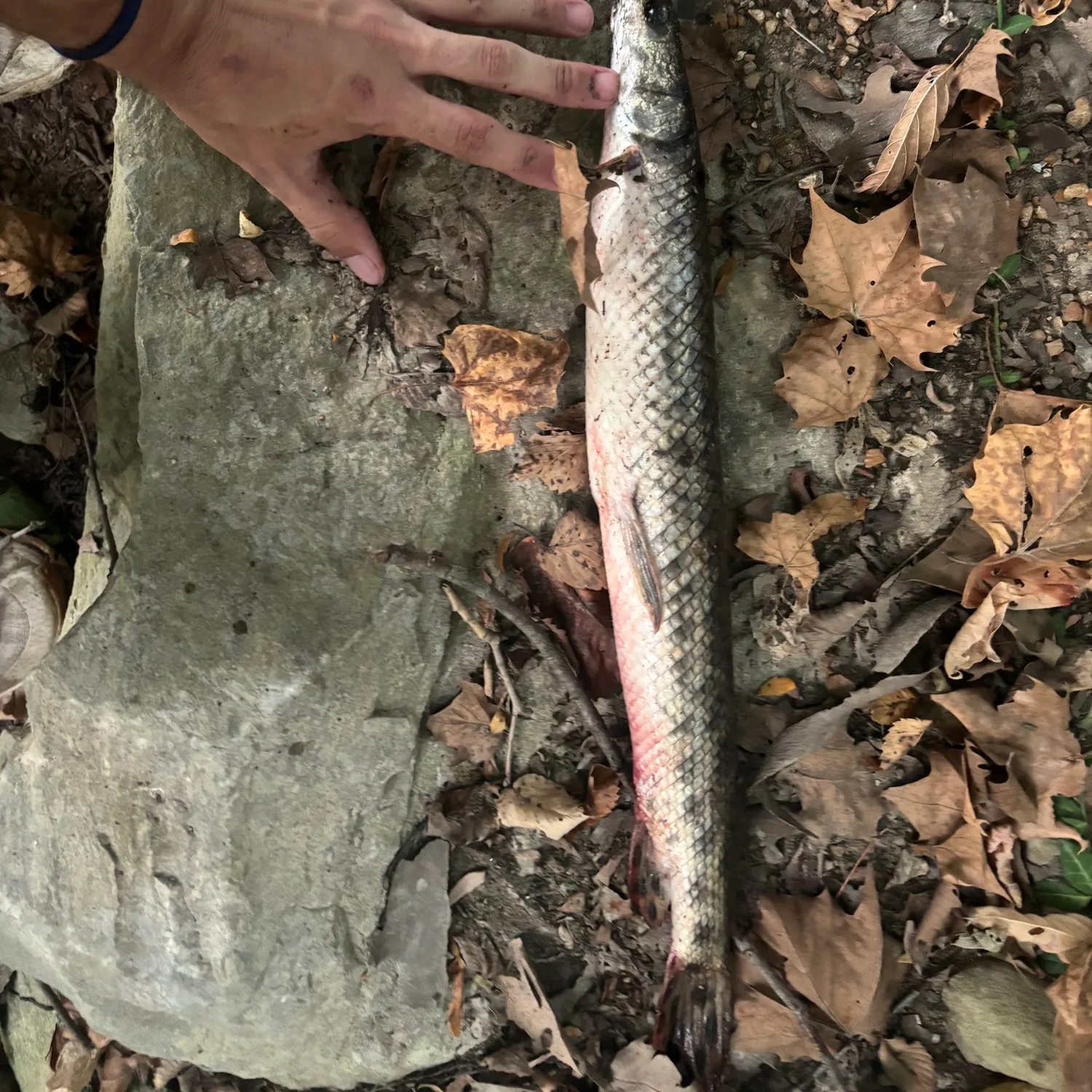 Spotted gar caught on Fishbrain