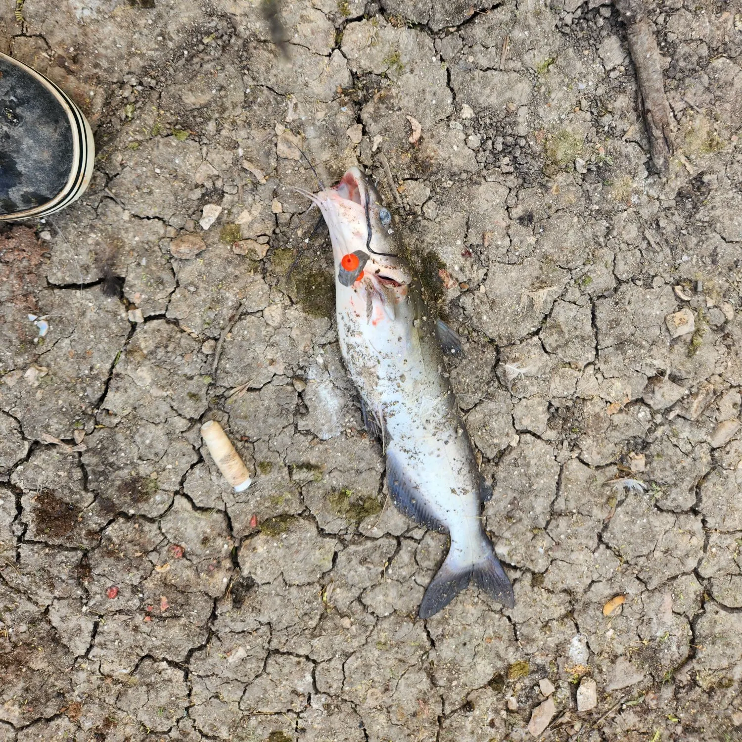 Channel catfish caught on Fishbrain