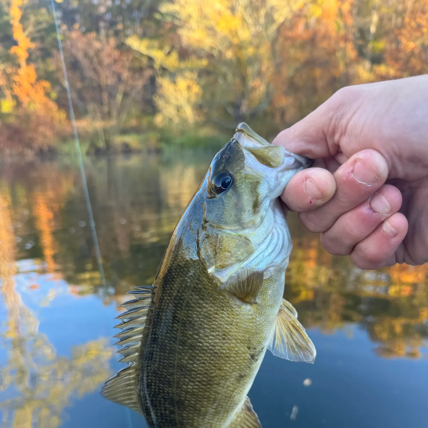 Smallmouth bass caught on Fishbrain