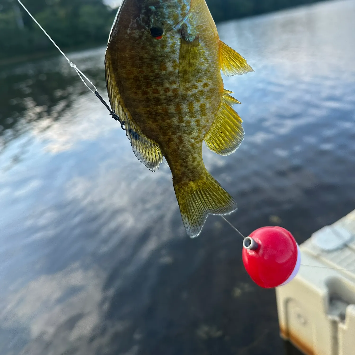 Pumpkinseed caught on Fishbrain