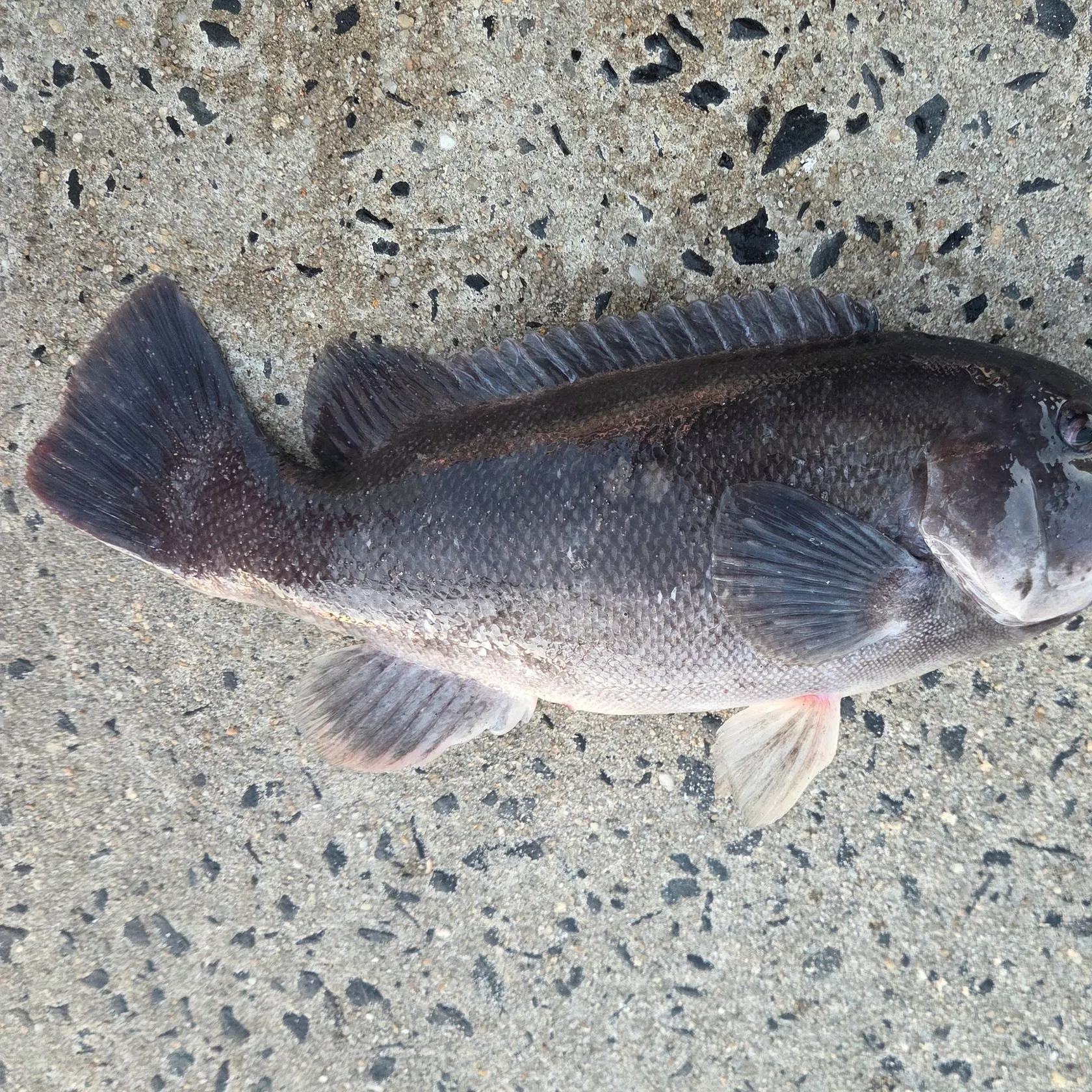Tautog caught on Fishbrain