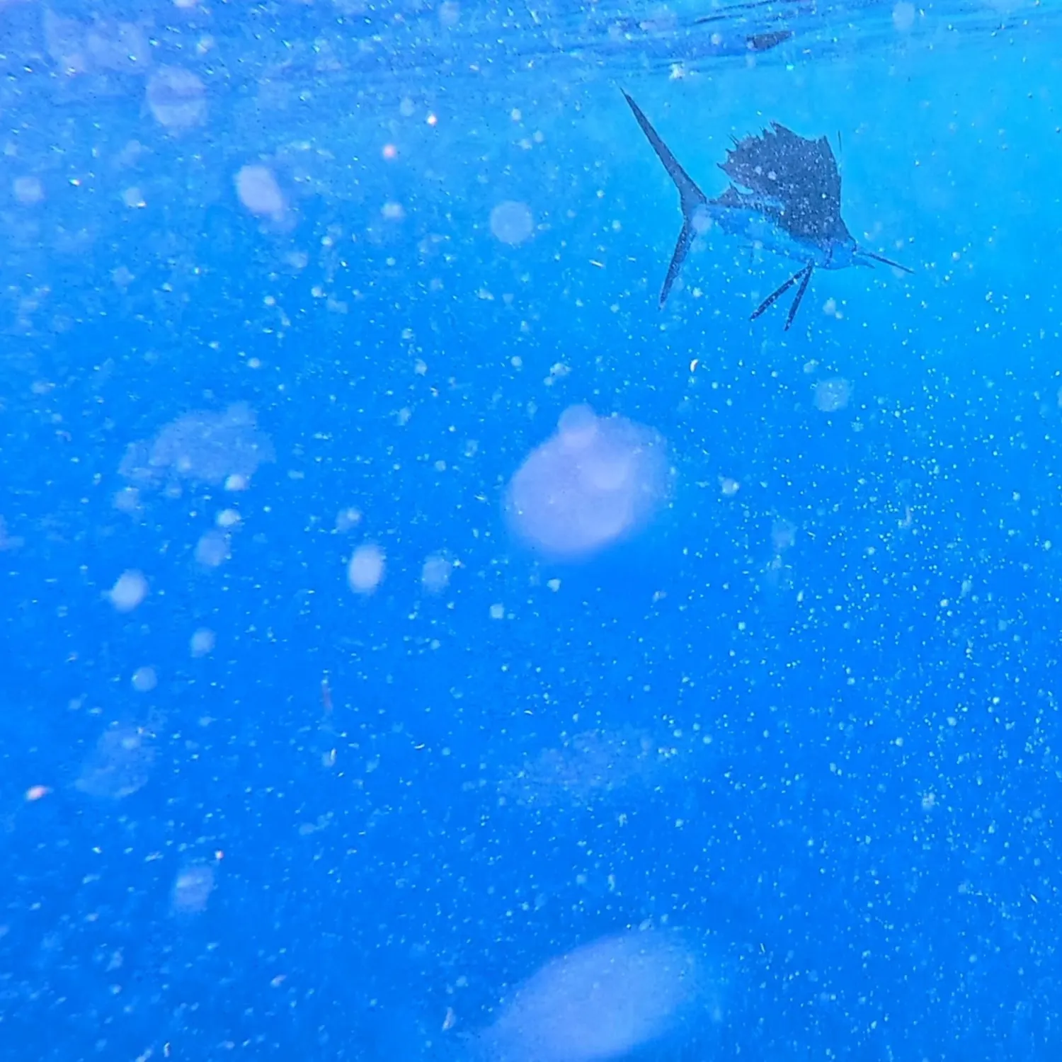 The most recent Atlantic sailfish catches on Fishbrain
