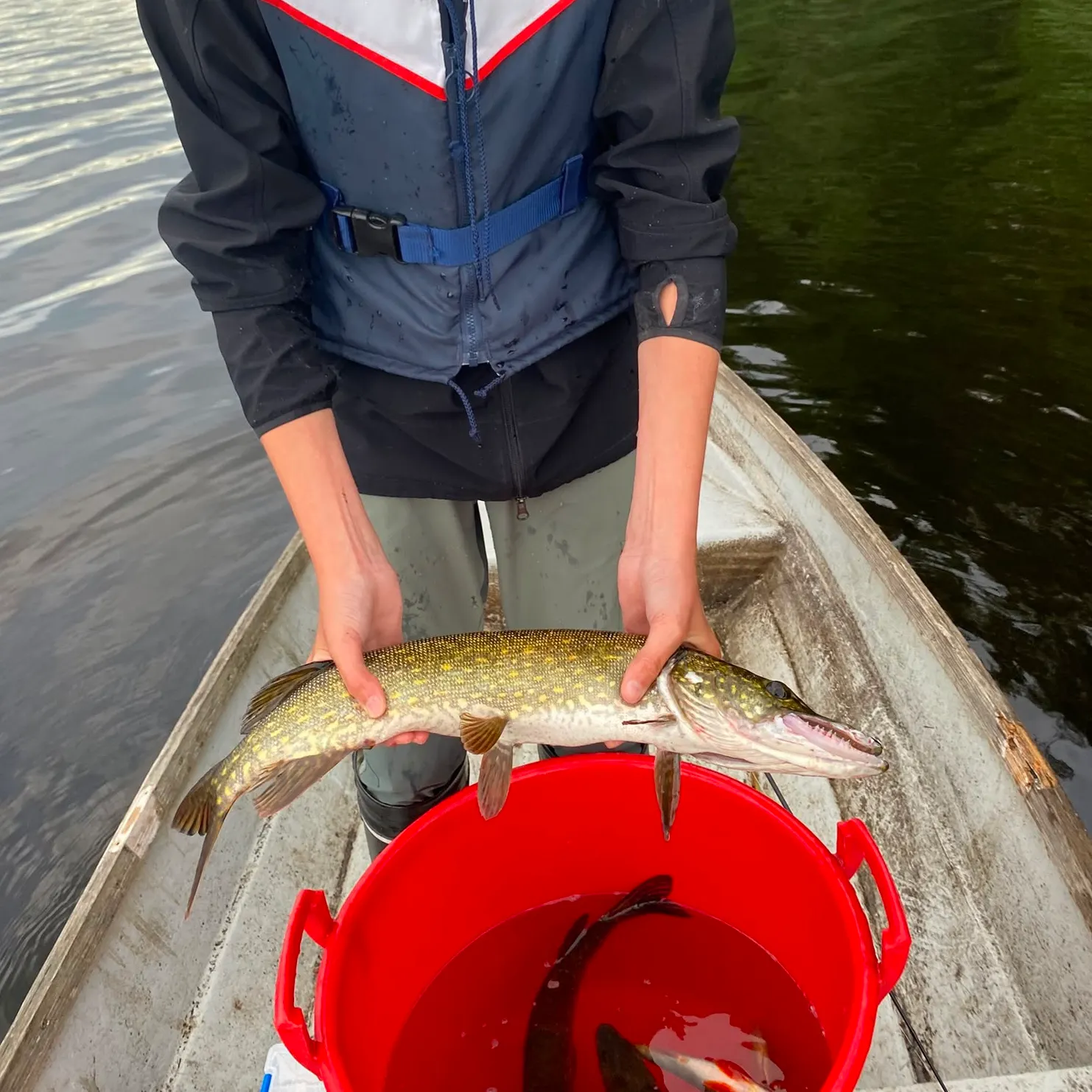 Northern pike caught on Fishbrain