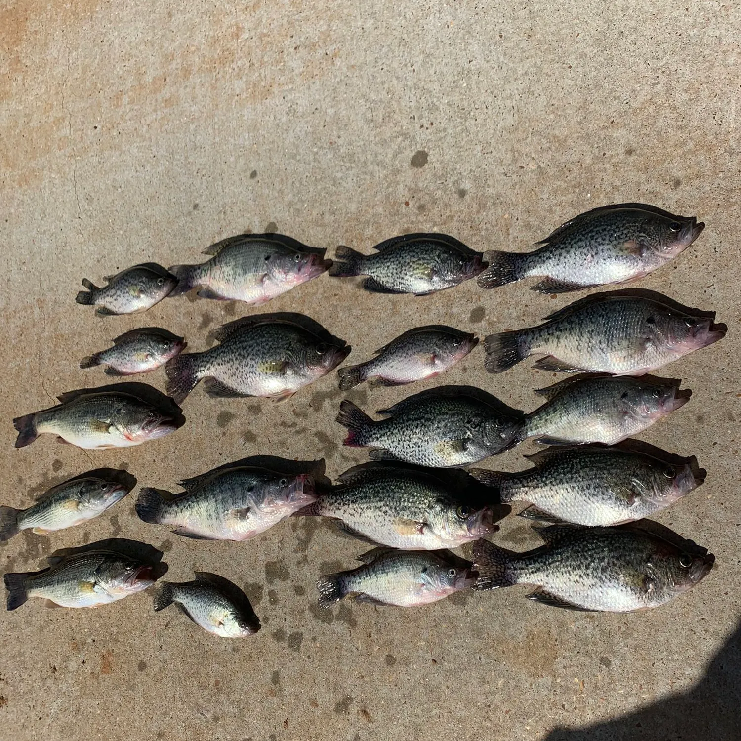 recently logged catches