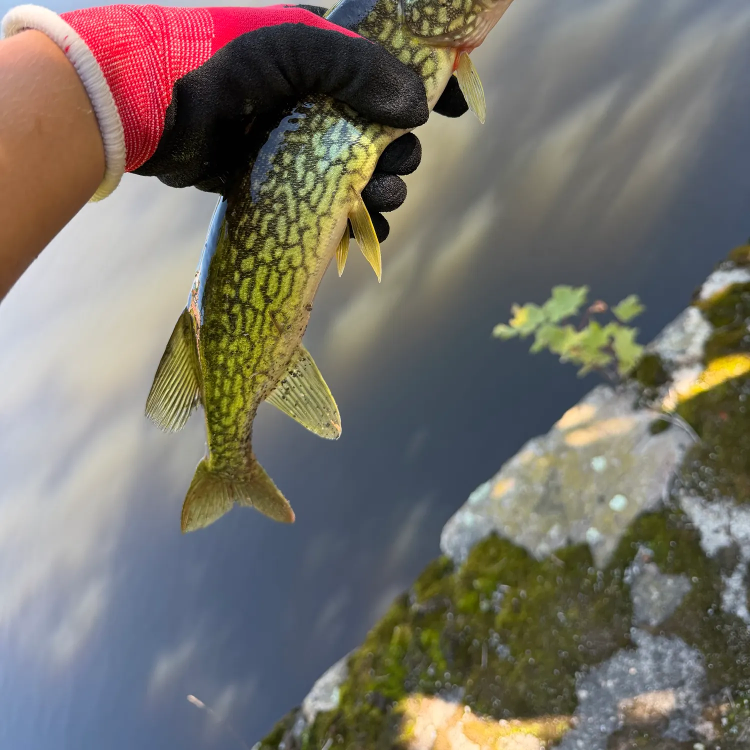 Chain pickerel caught on Fishbrain