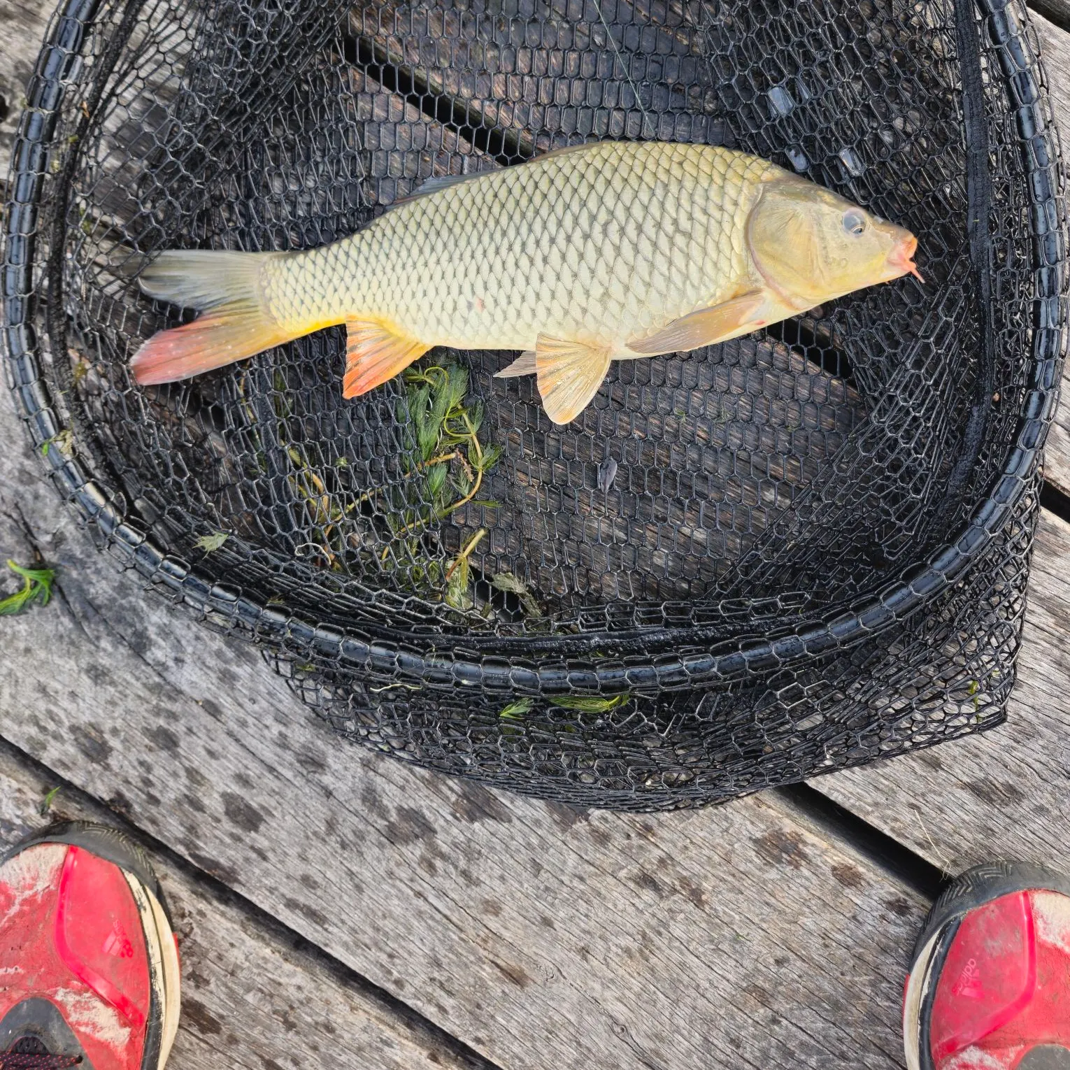 Common carp caught on Fishbrain