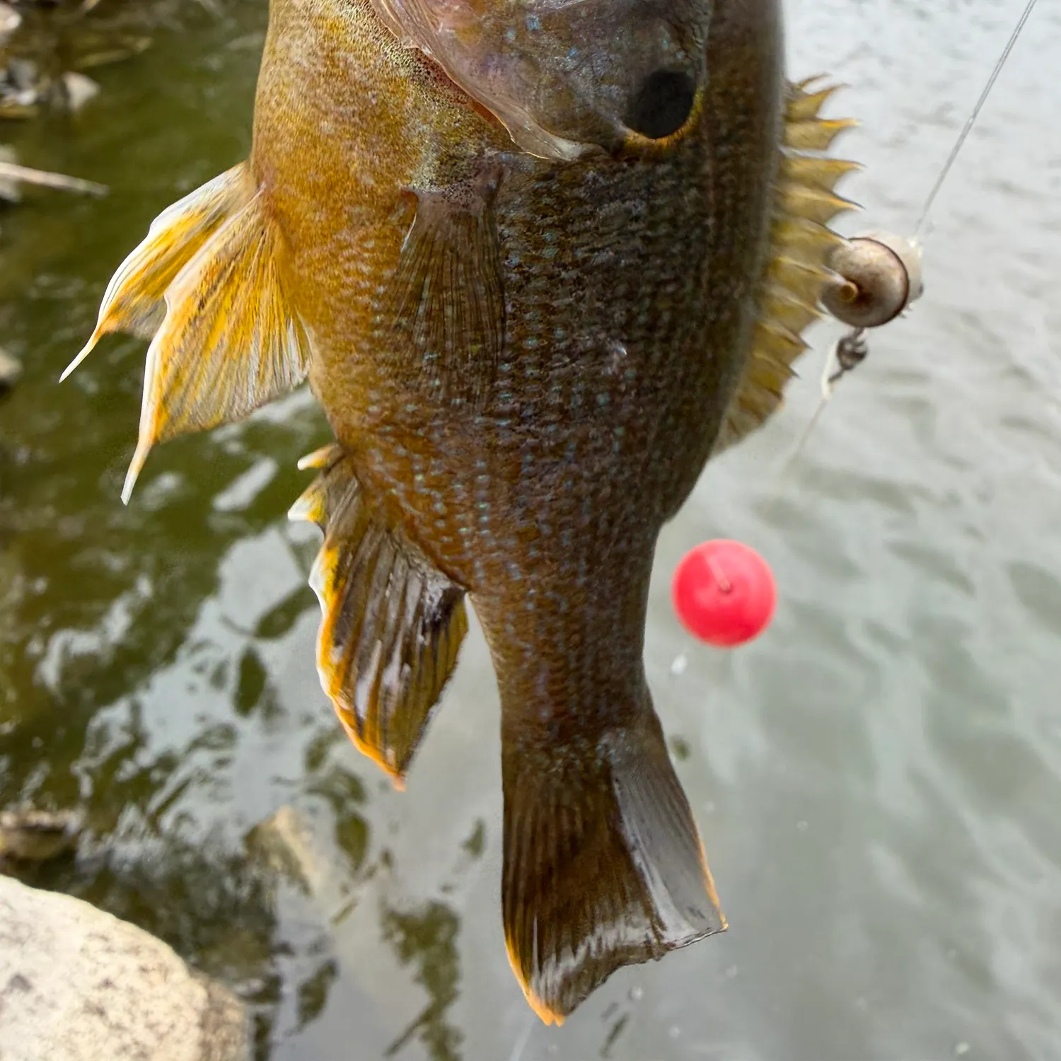 Green sunfish caught on Fishbrain