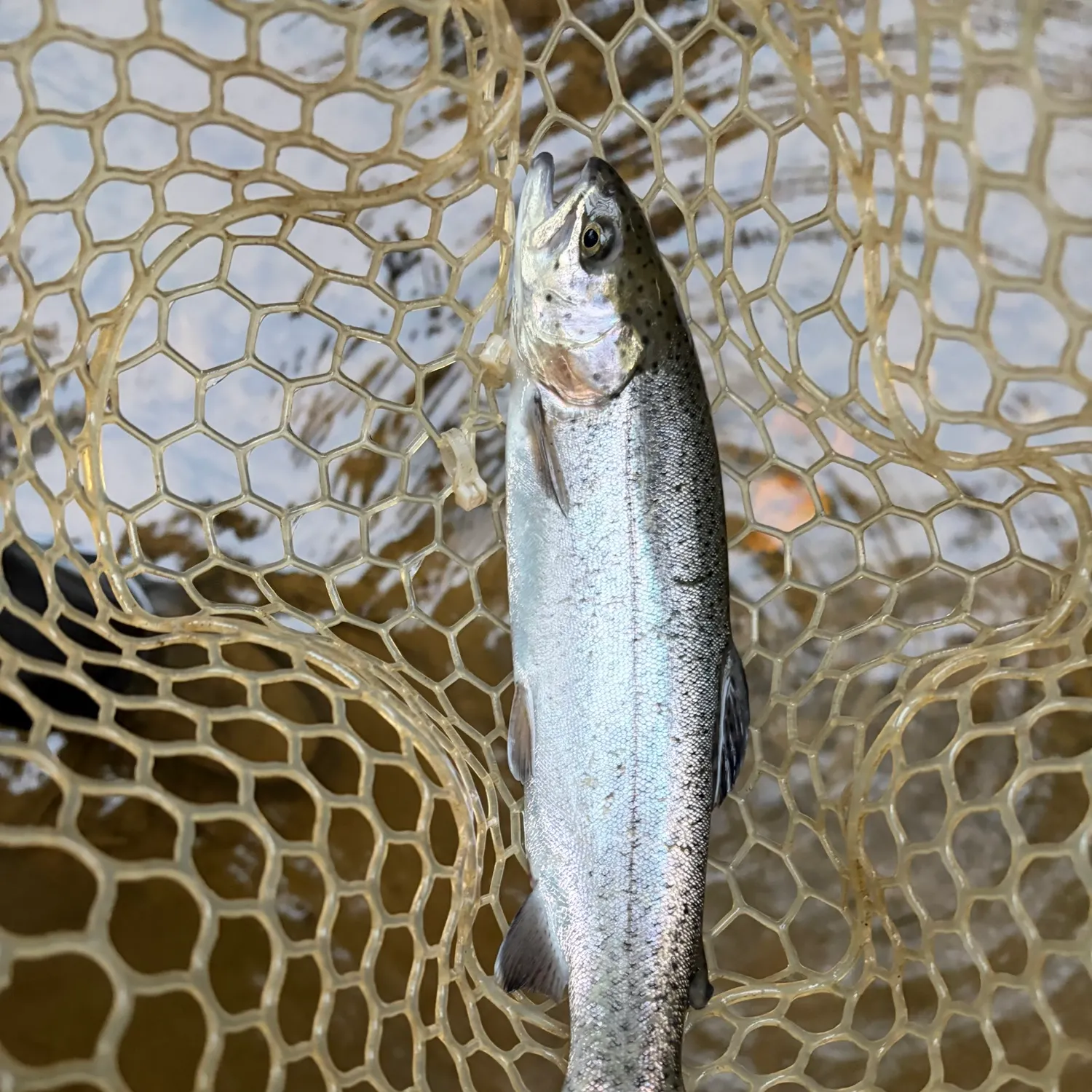 Rainbow trout caught on Fishbrain