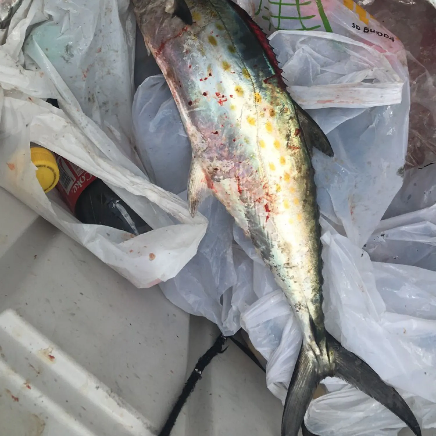 recently logged catches