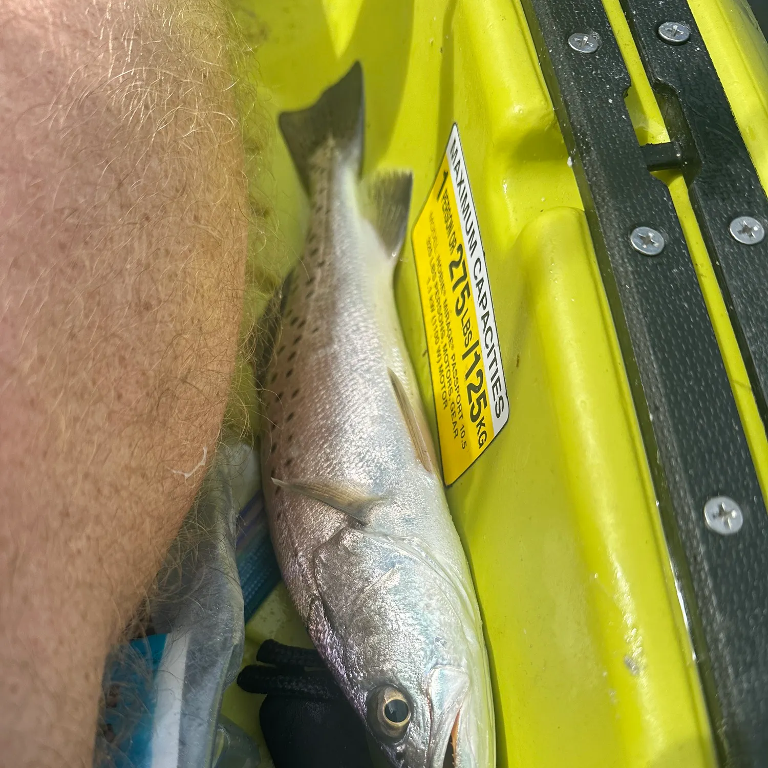 Spotted seatrout caught on Fishbrain