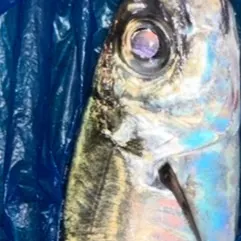 Atlantic horse mackerel caught on Fishbrain