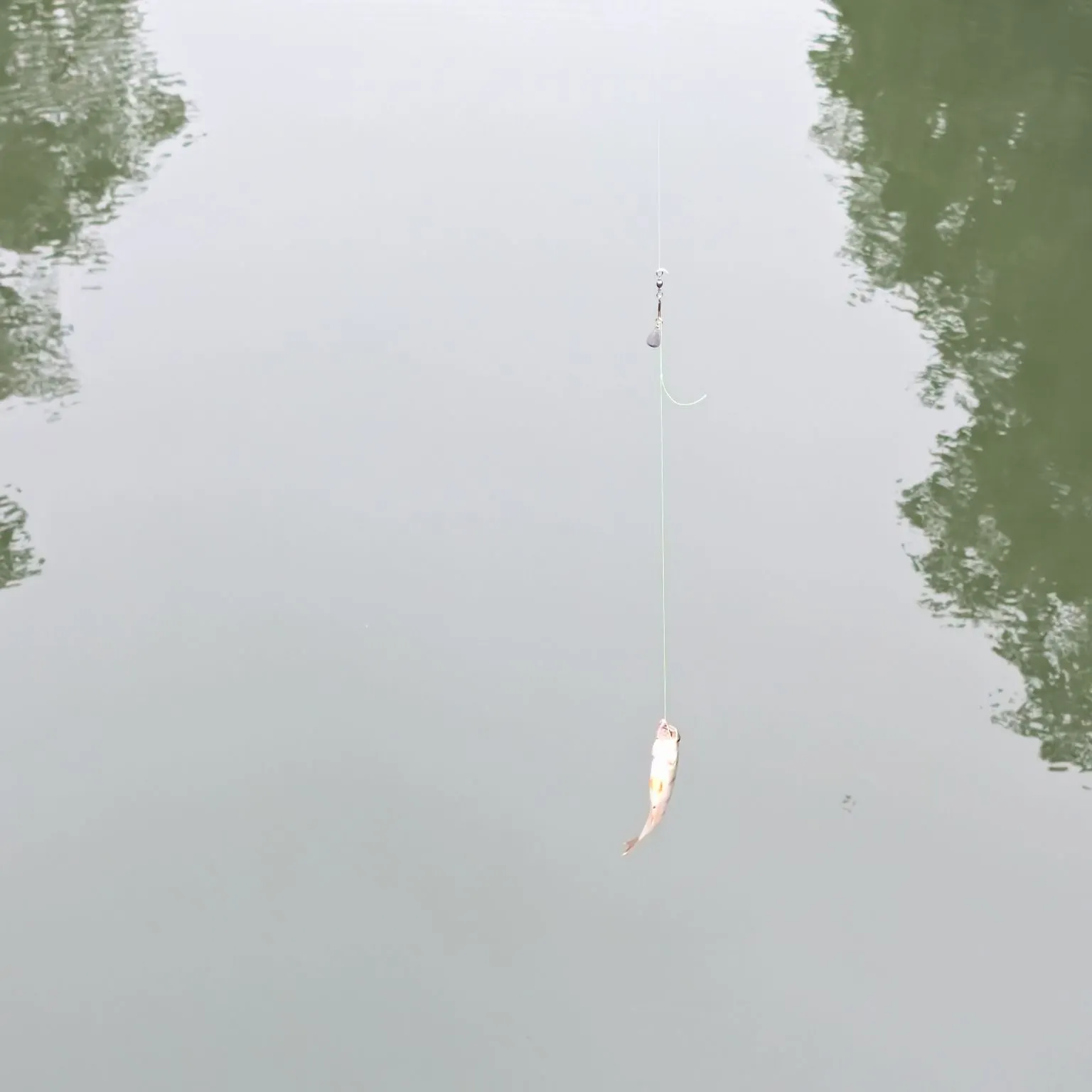 European eel caught on Fishbrain
