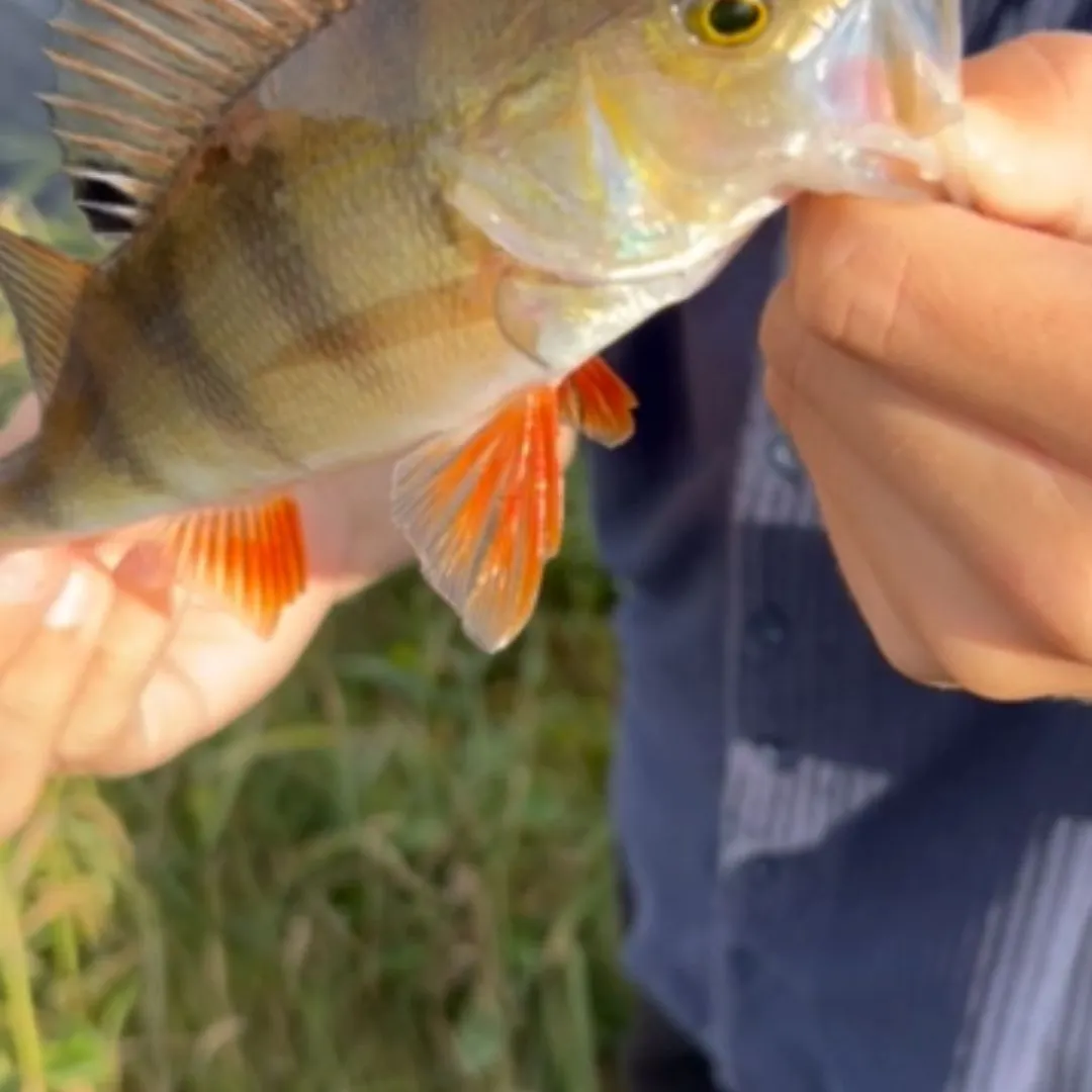 European perch caught on Fishbrain