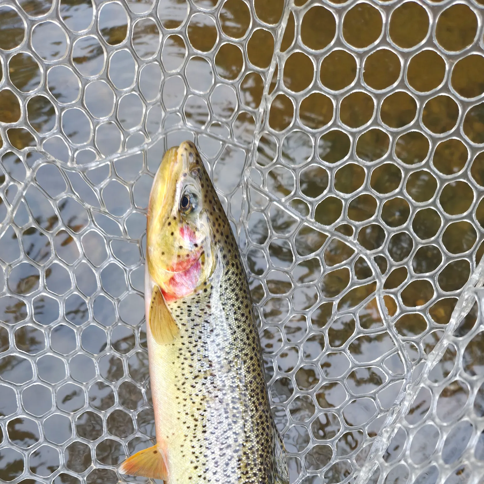 The most recent Coastal cutthroat trout catches on Fishbrain