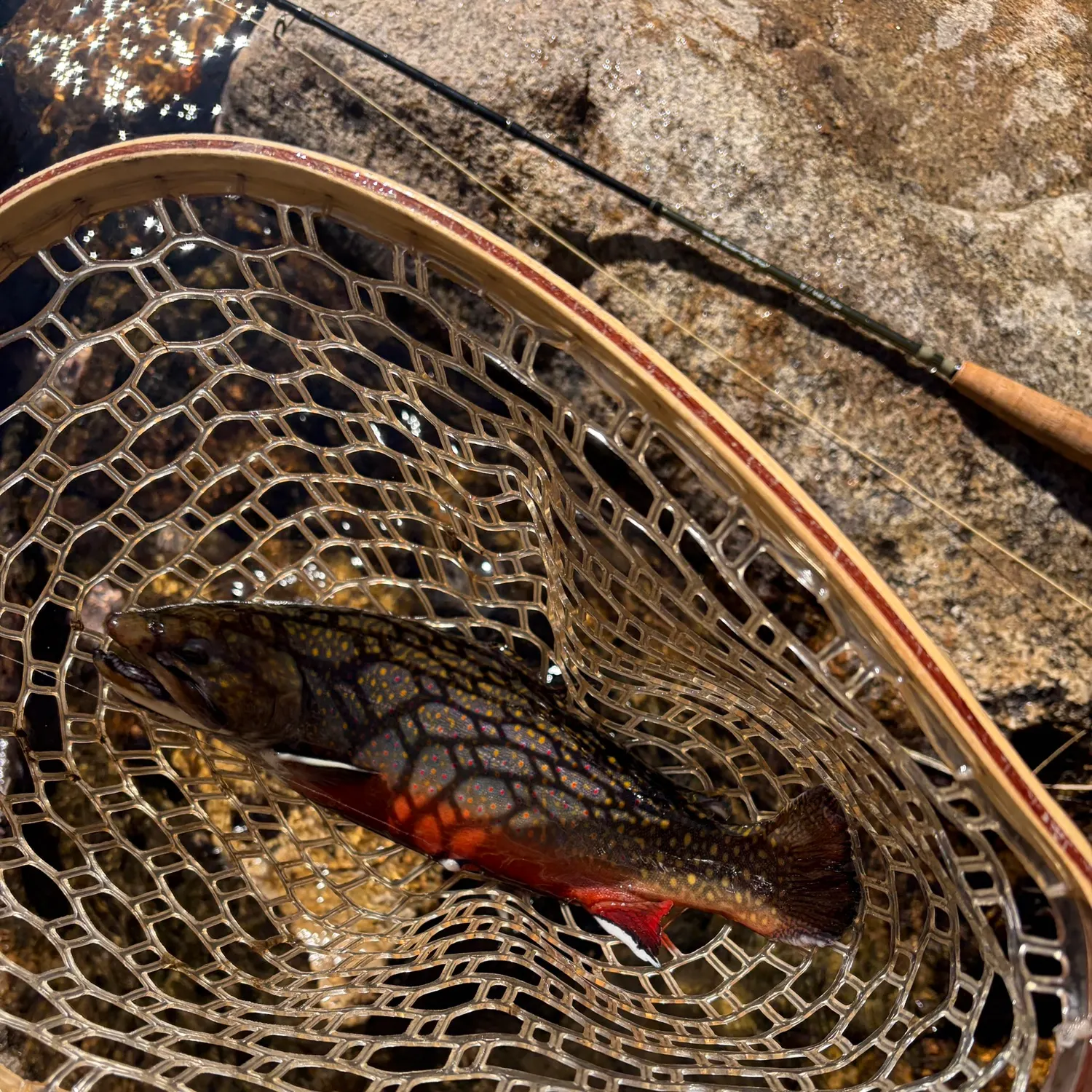 Brook trout caught on Fishbrain