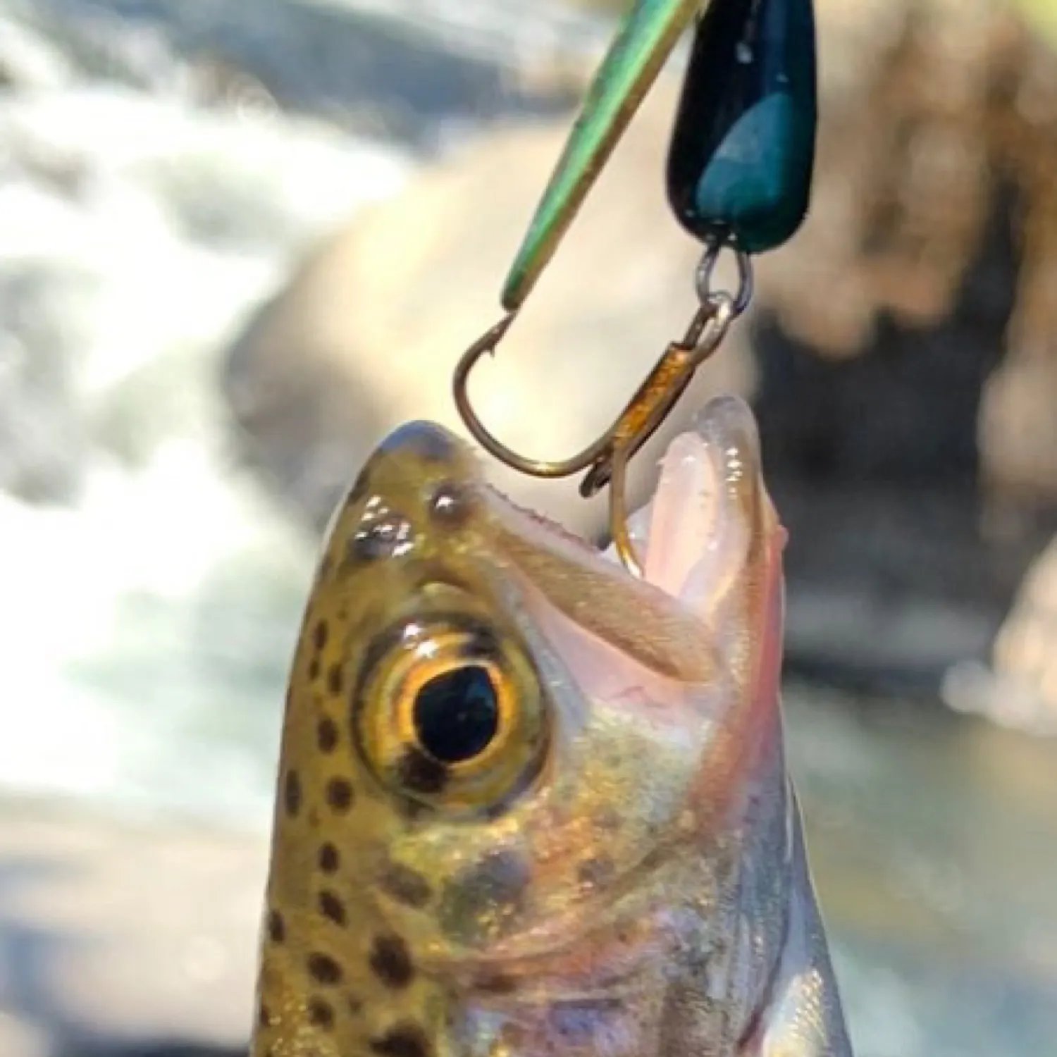 The most popular recent Great basin redband trout catch on Fishbrain