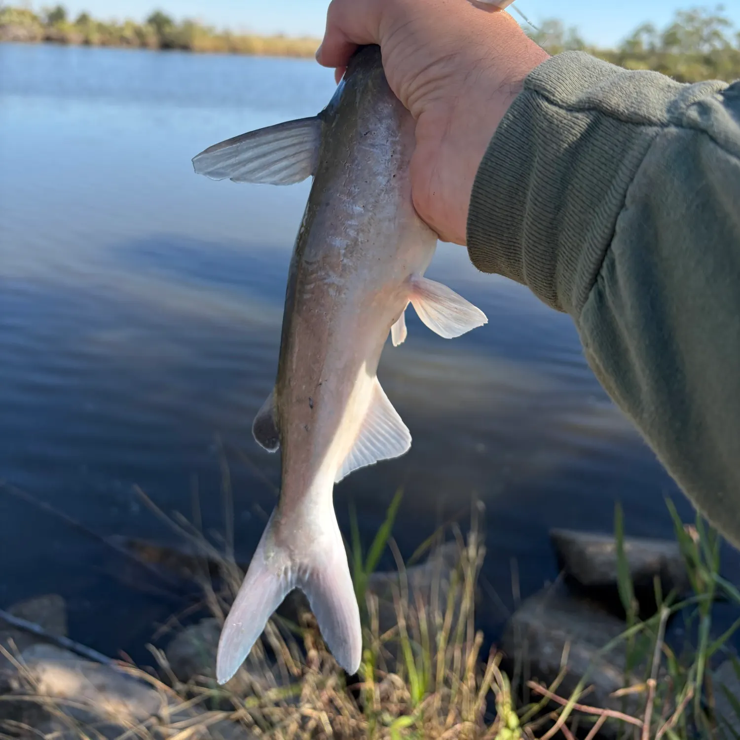 Hardhead sea catfish caught on Fishbrain
