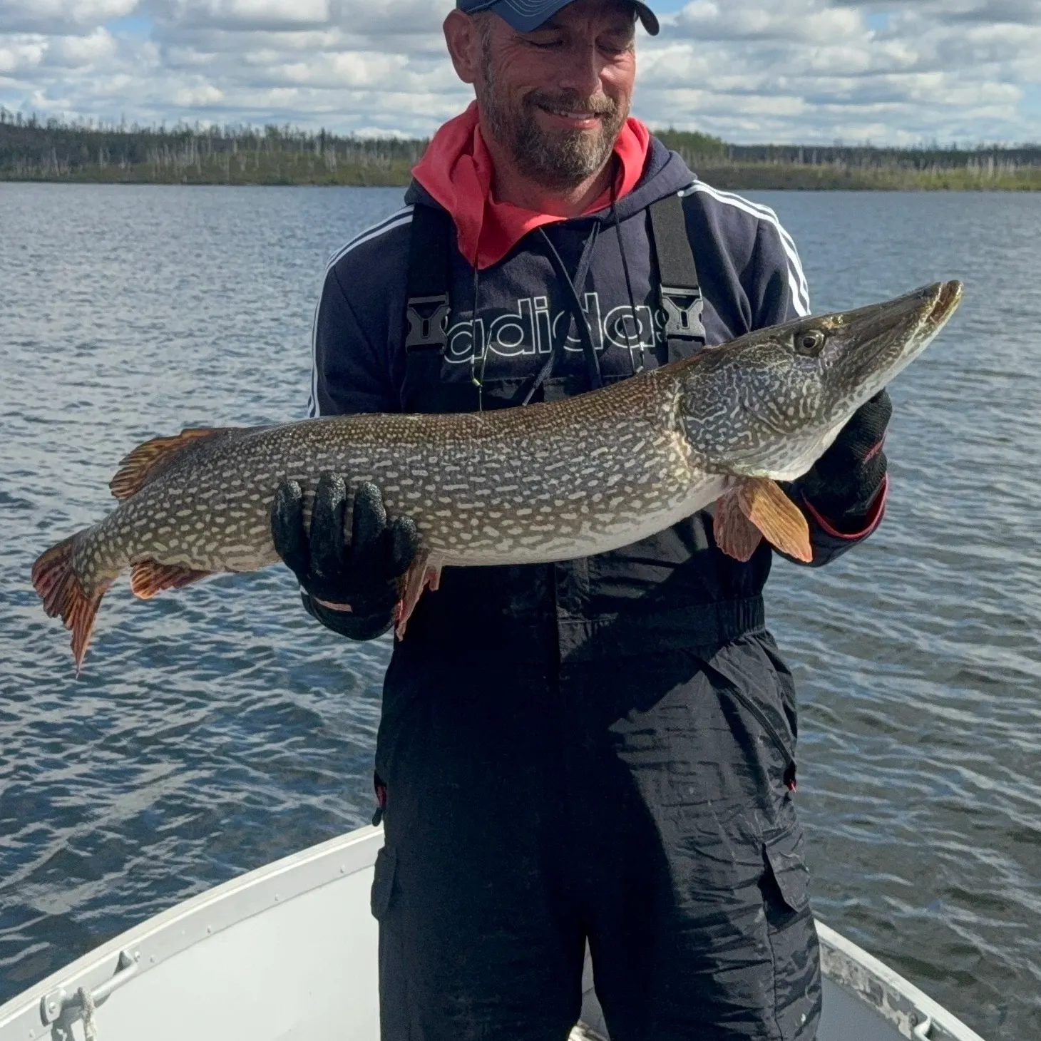 Northern pike caught on Fishbrain