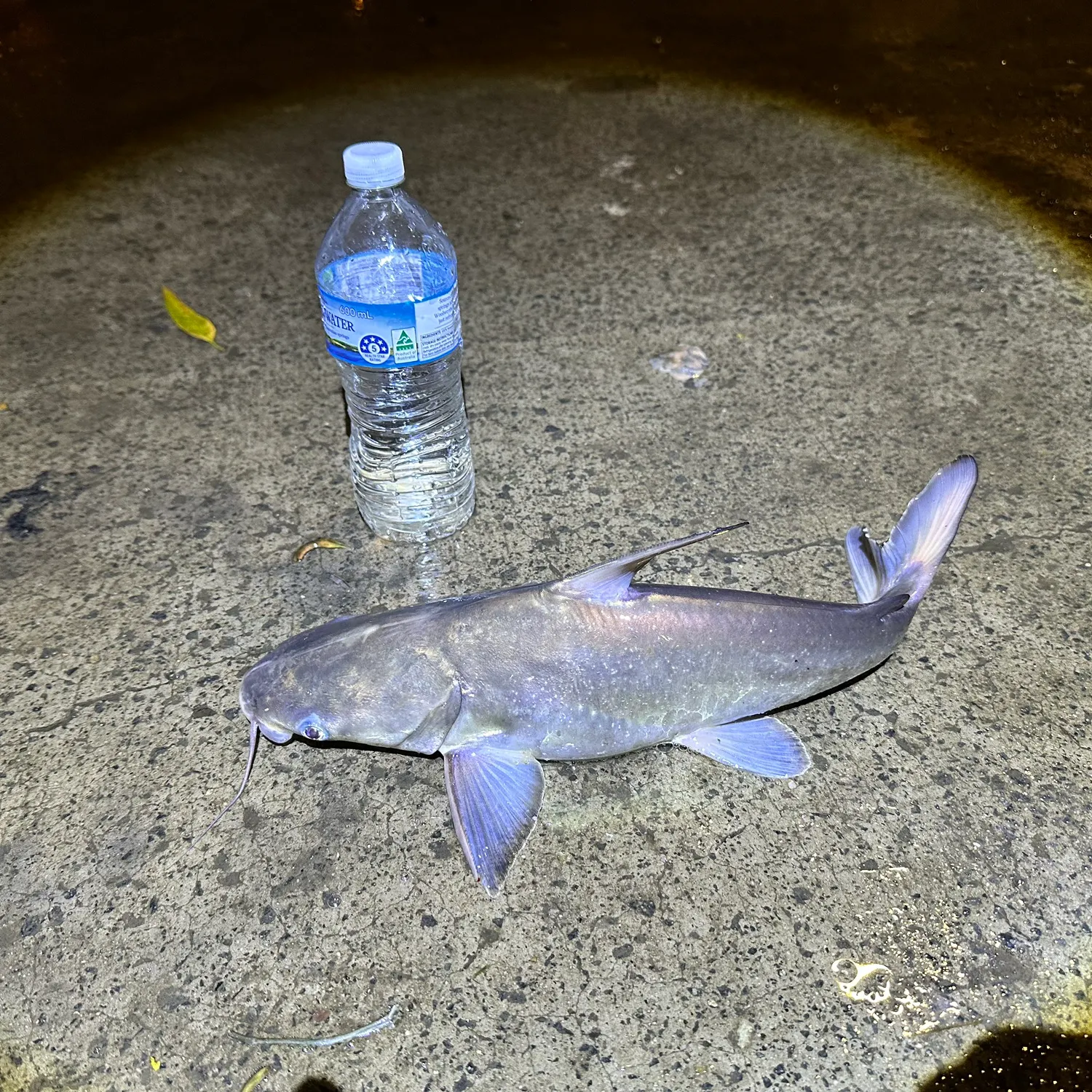 The most recent Blue salmon catfish catches on Fishbrain