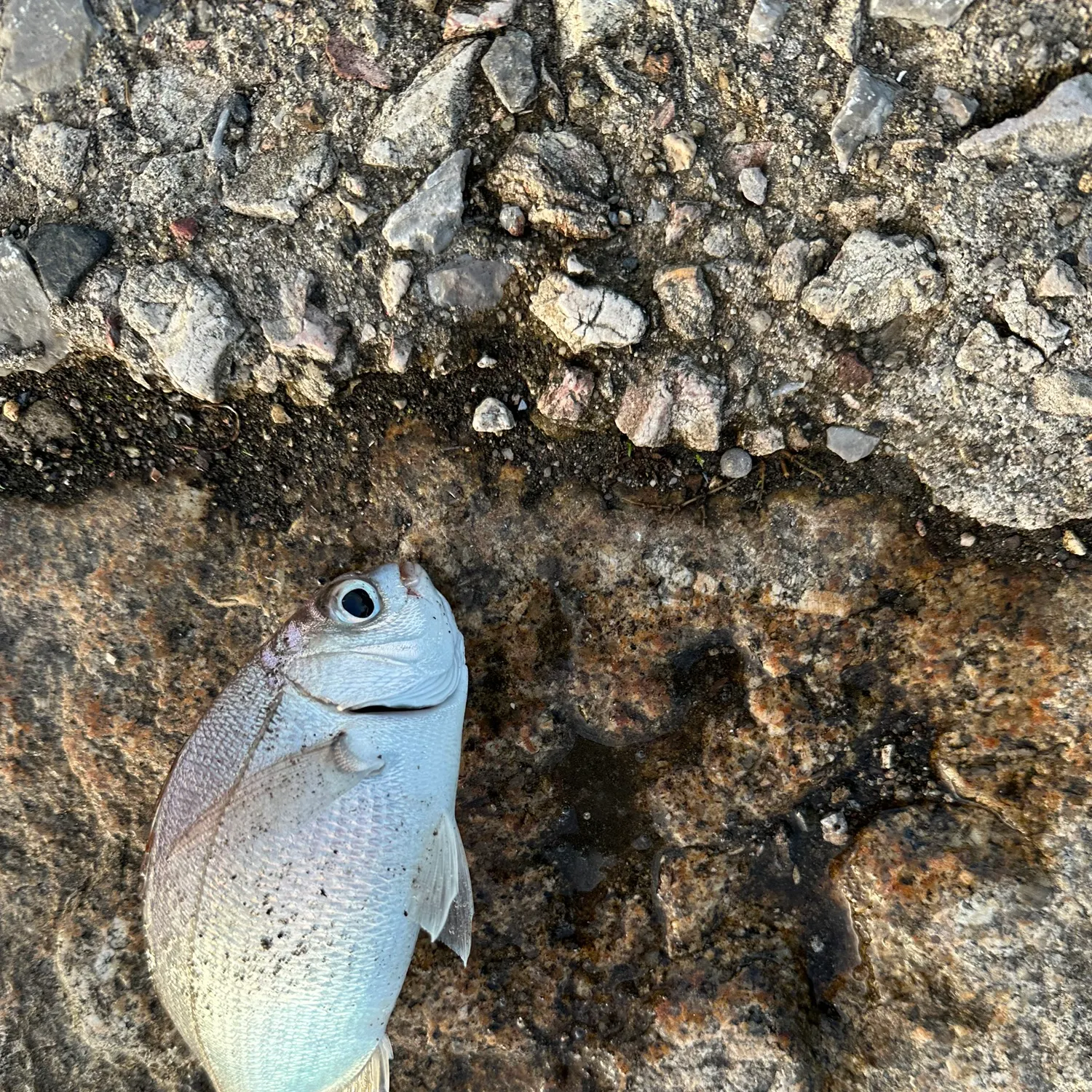 The most recent Red seabream catches on Fishbrain