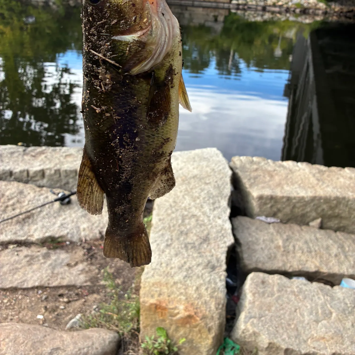 Largemouth bass caught on Fishbrain