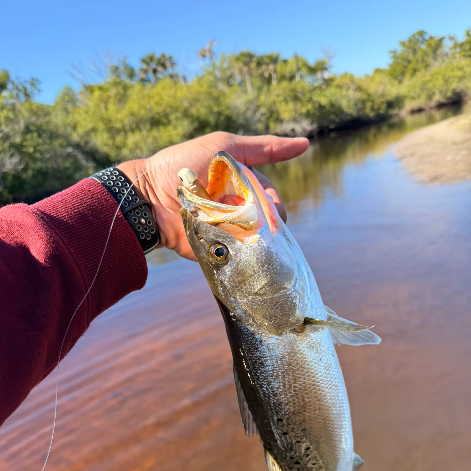 The most recent Spotted seatrout catches on Fishbrain