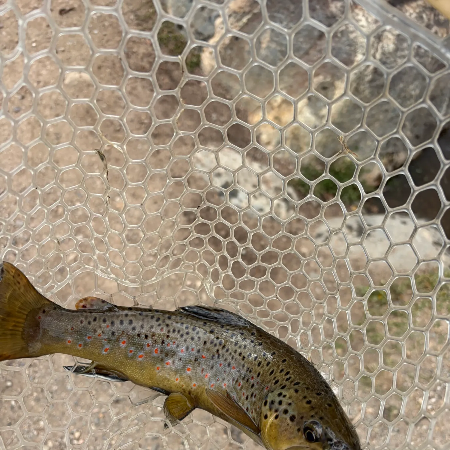 Brown trout caught on Fishbrain