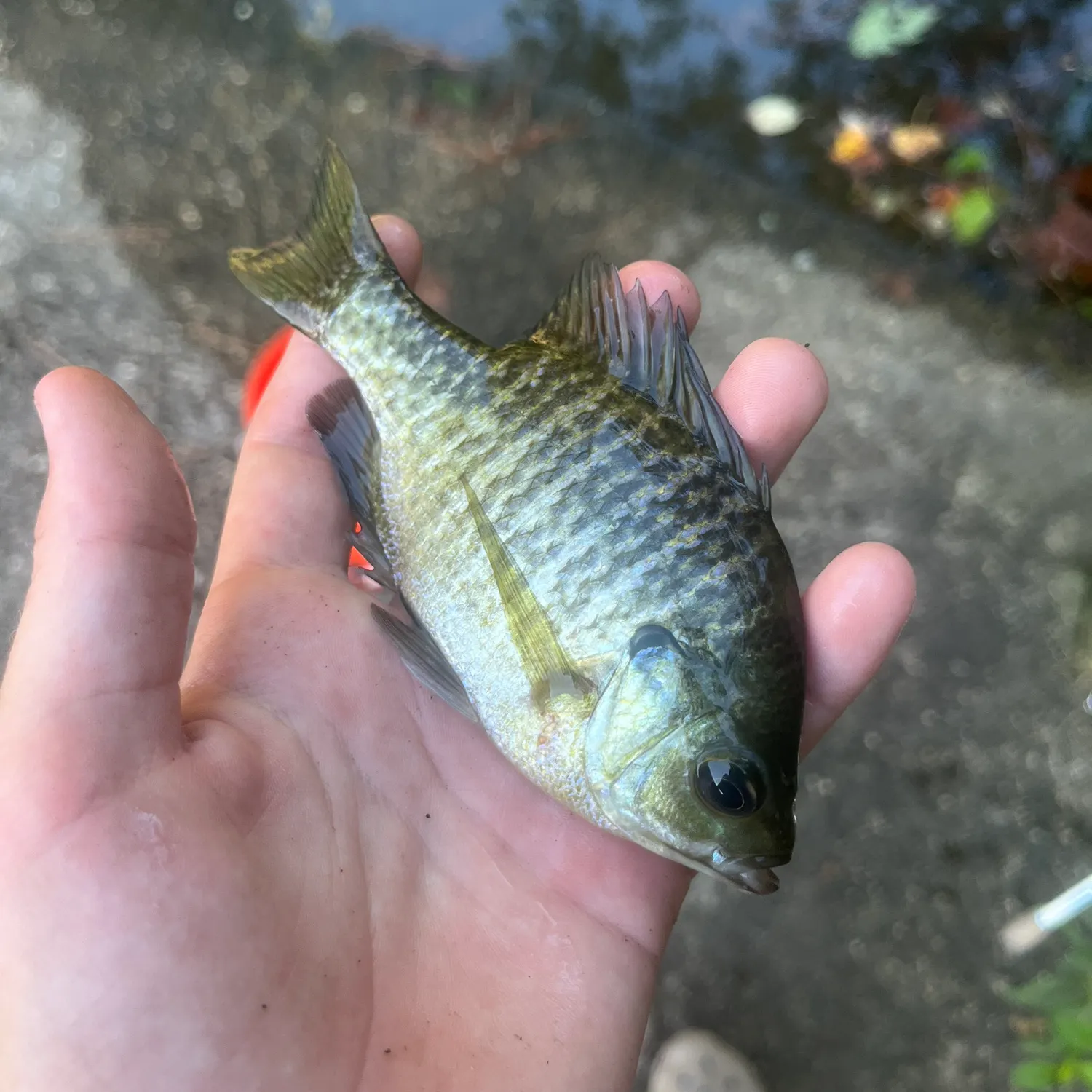 Bluegill caught on Fishbrain