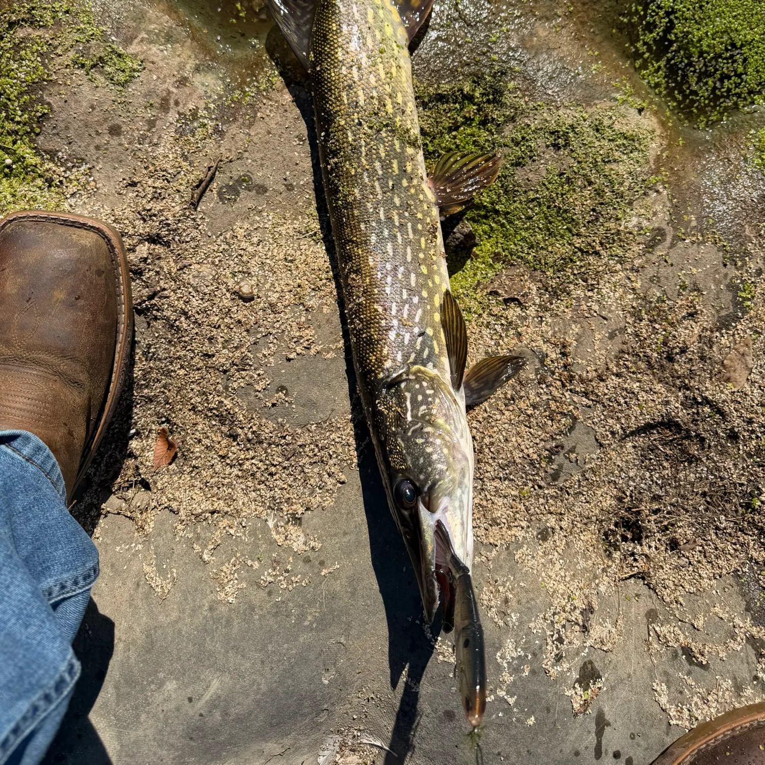 Northern pike caught on Fishbrain
