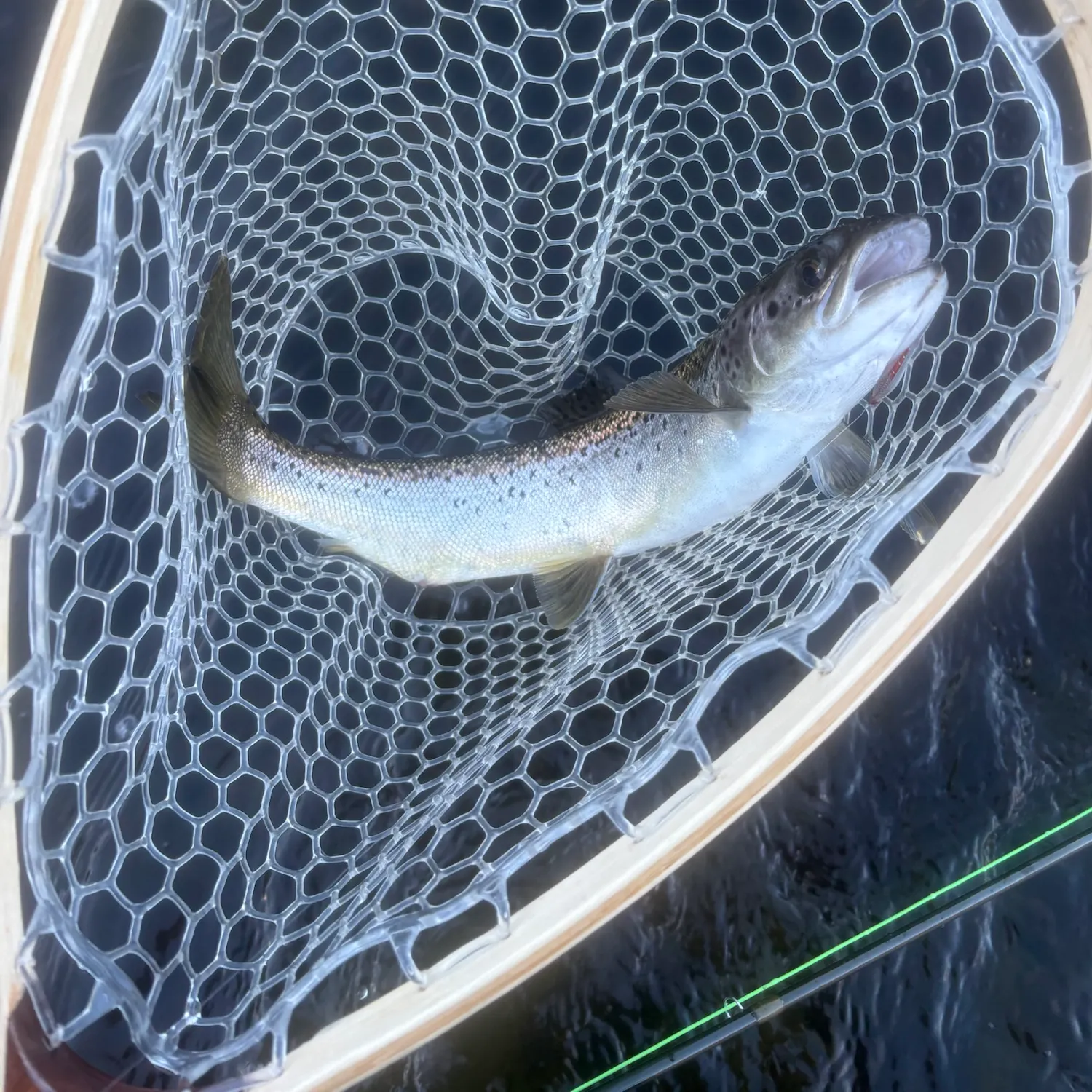 Landlocked atlantic salmon caught on Fishbrain