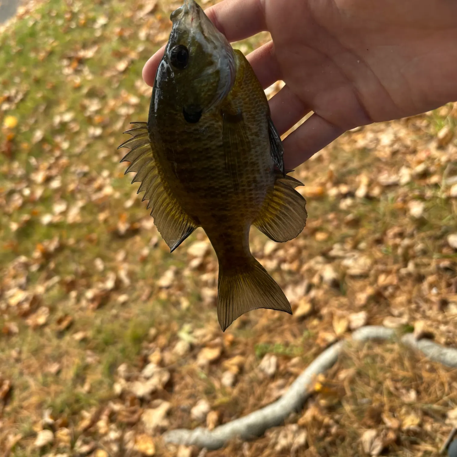Bluegill caught on Fishbrain