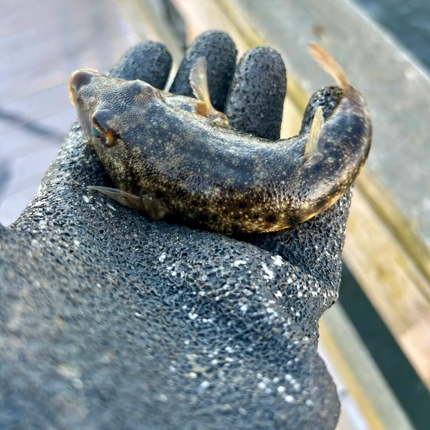 Northern puffer caught on Fishbrain