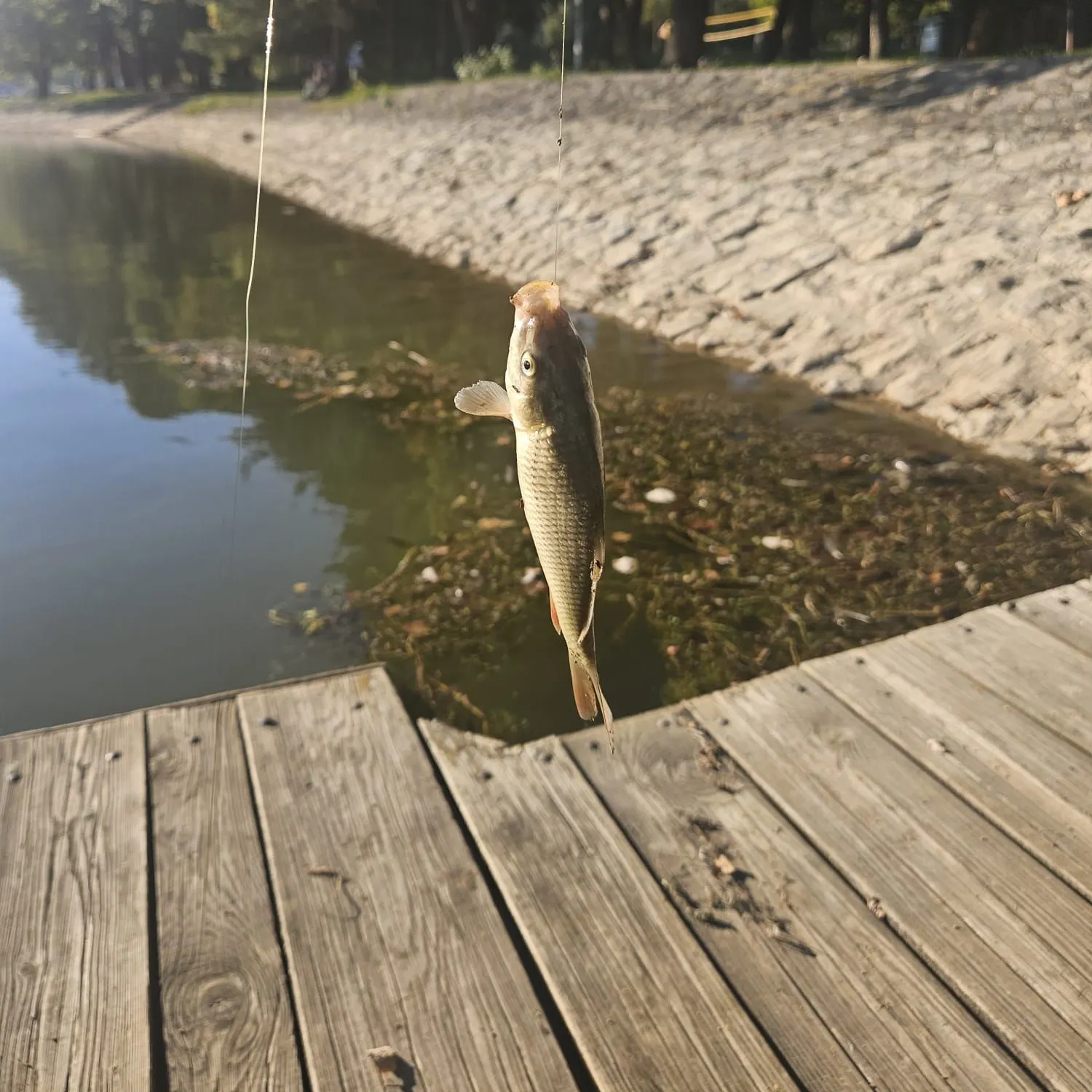 European garfish caught on Fishbrain