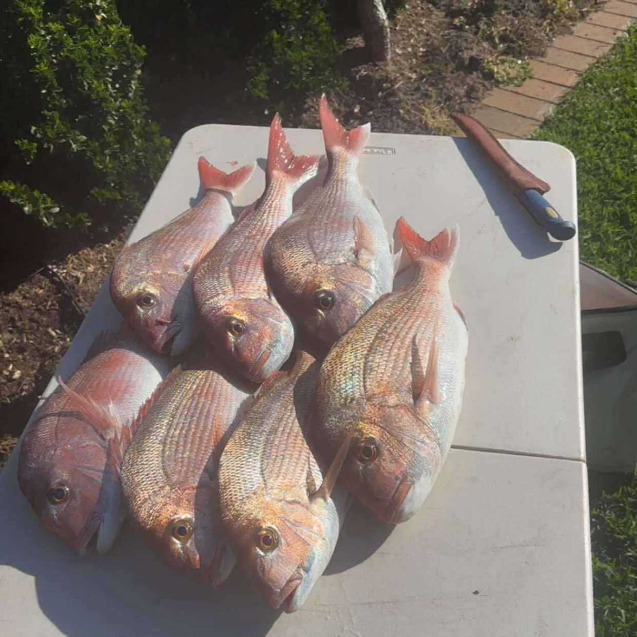 recently logged catches