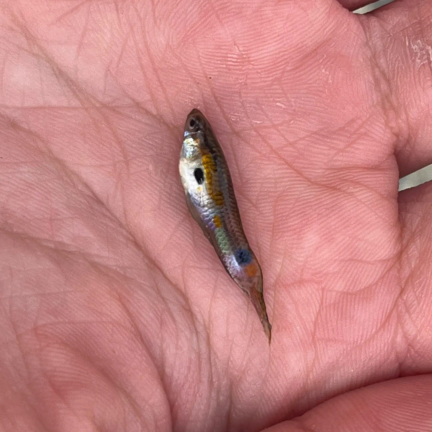 The most recent Guppy catches on Fishbrain