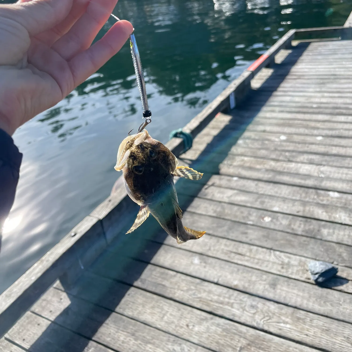 Pacific staghorn sculpin caught on Fishbrain