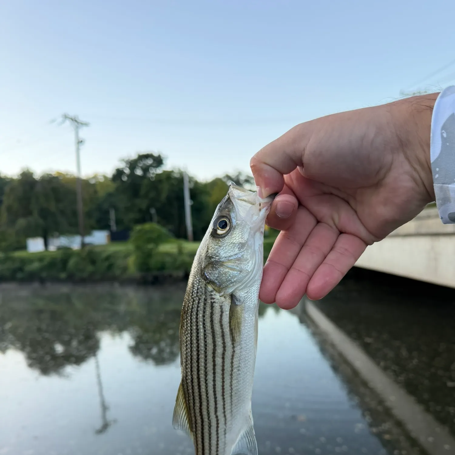 Striped bass caught on Fishbrain