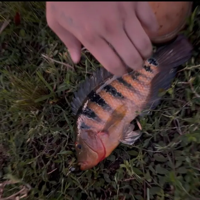 Mayan cichlid caught on Fishbrain
