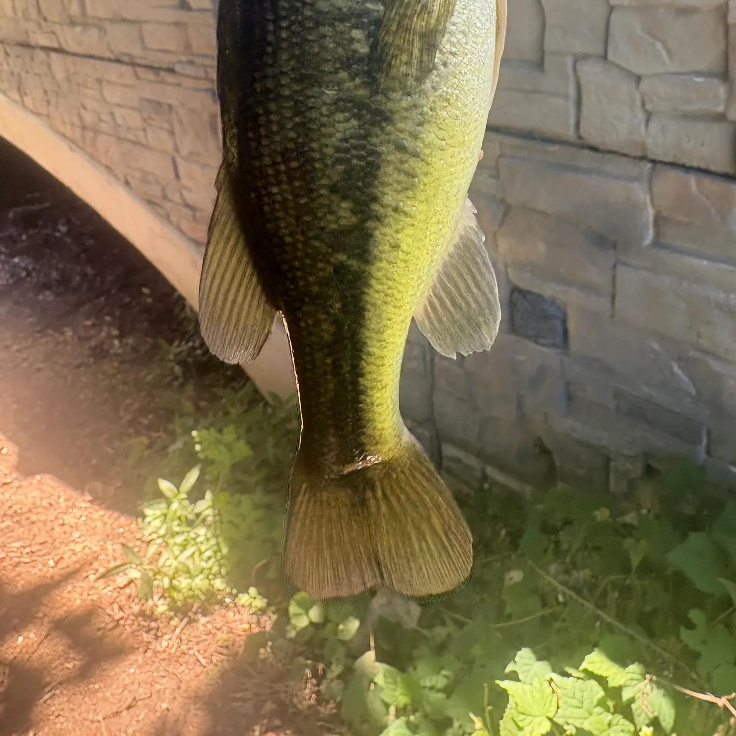 Spotted bass caught on Fishbrain
