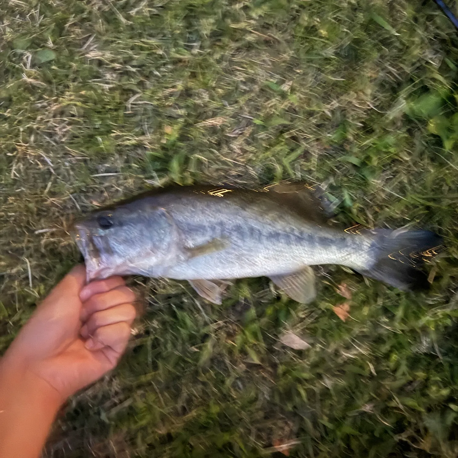 angler catch