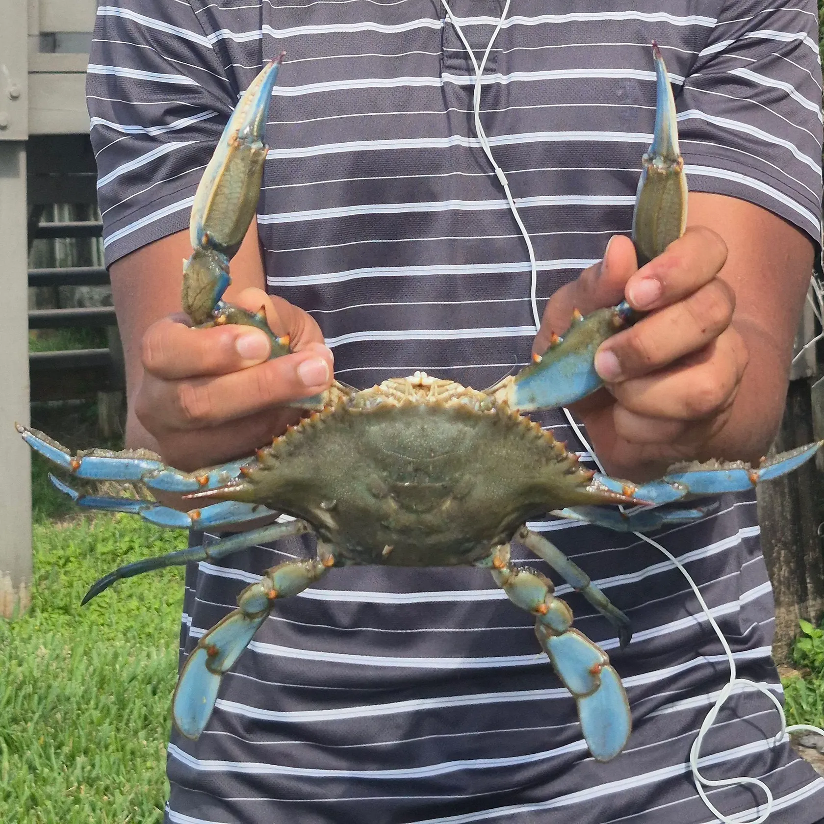 The most recent Blue crab catches on Fishbrain