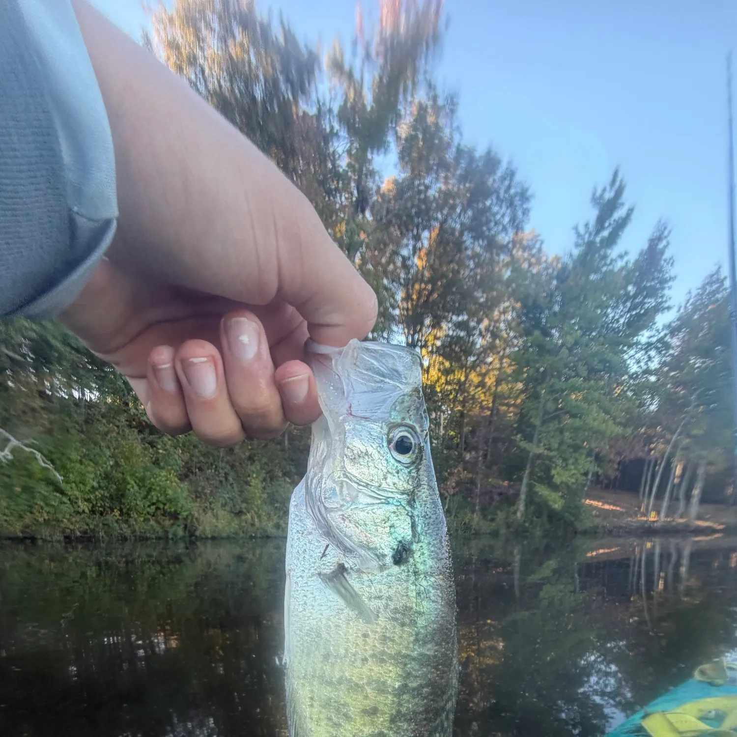 White crappie caught on Fishbrain