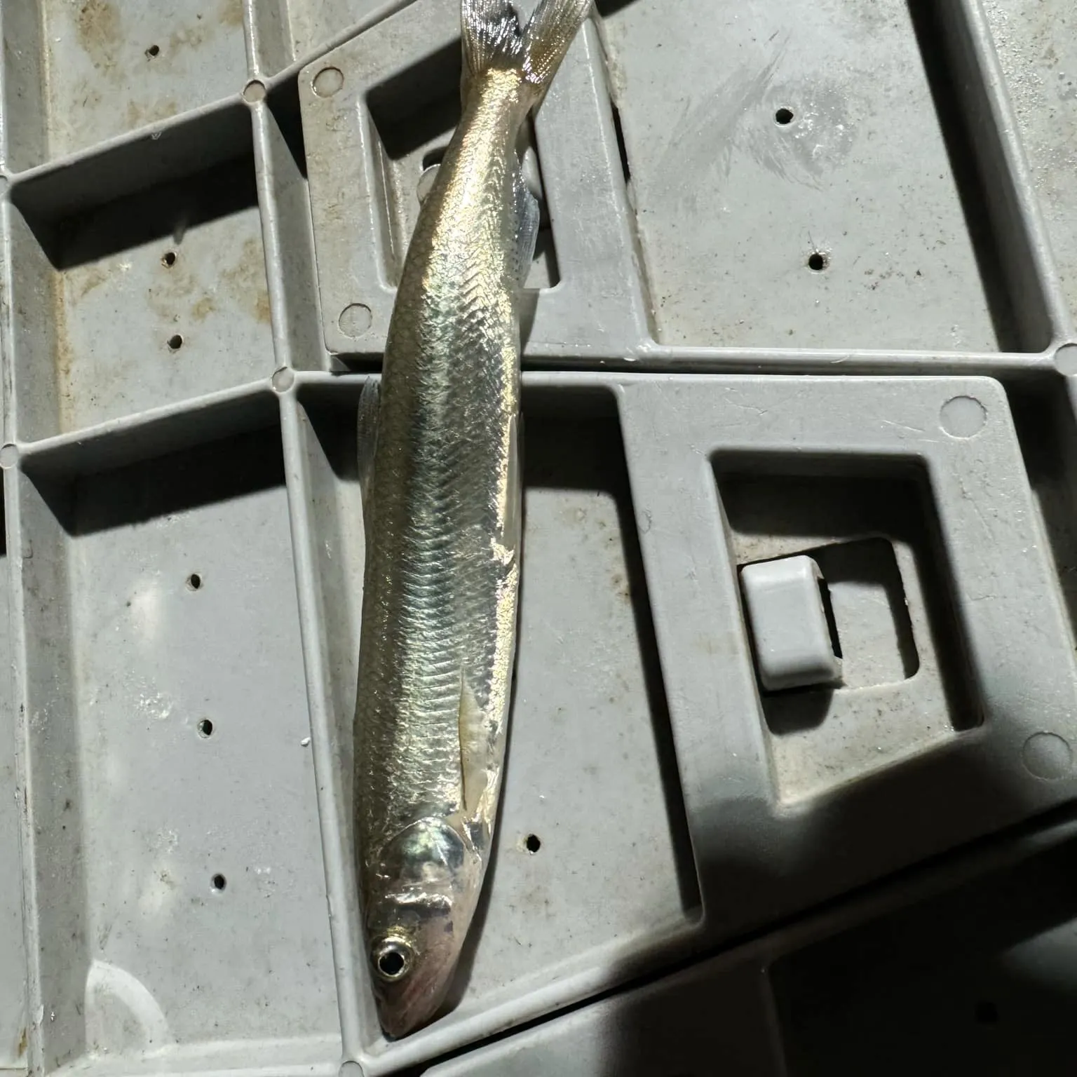 The most recent Atlantic rainbow smelt catches on Fishbrain