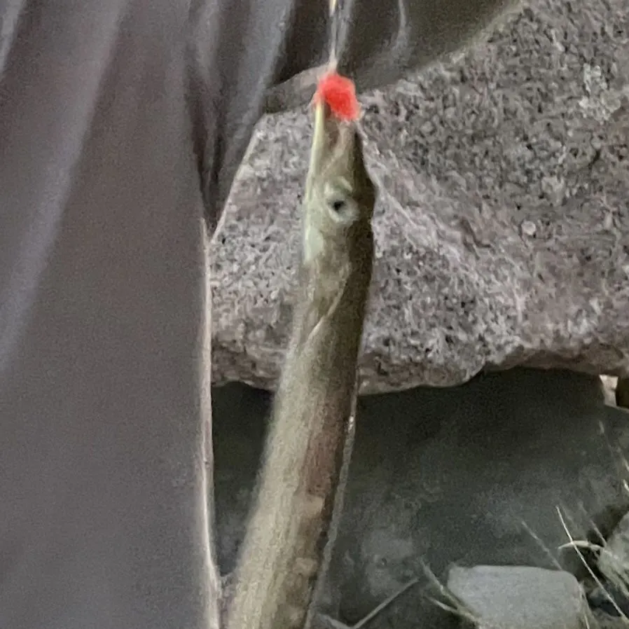 The most recent Atlantic cutlassfish catches on Fishbrain