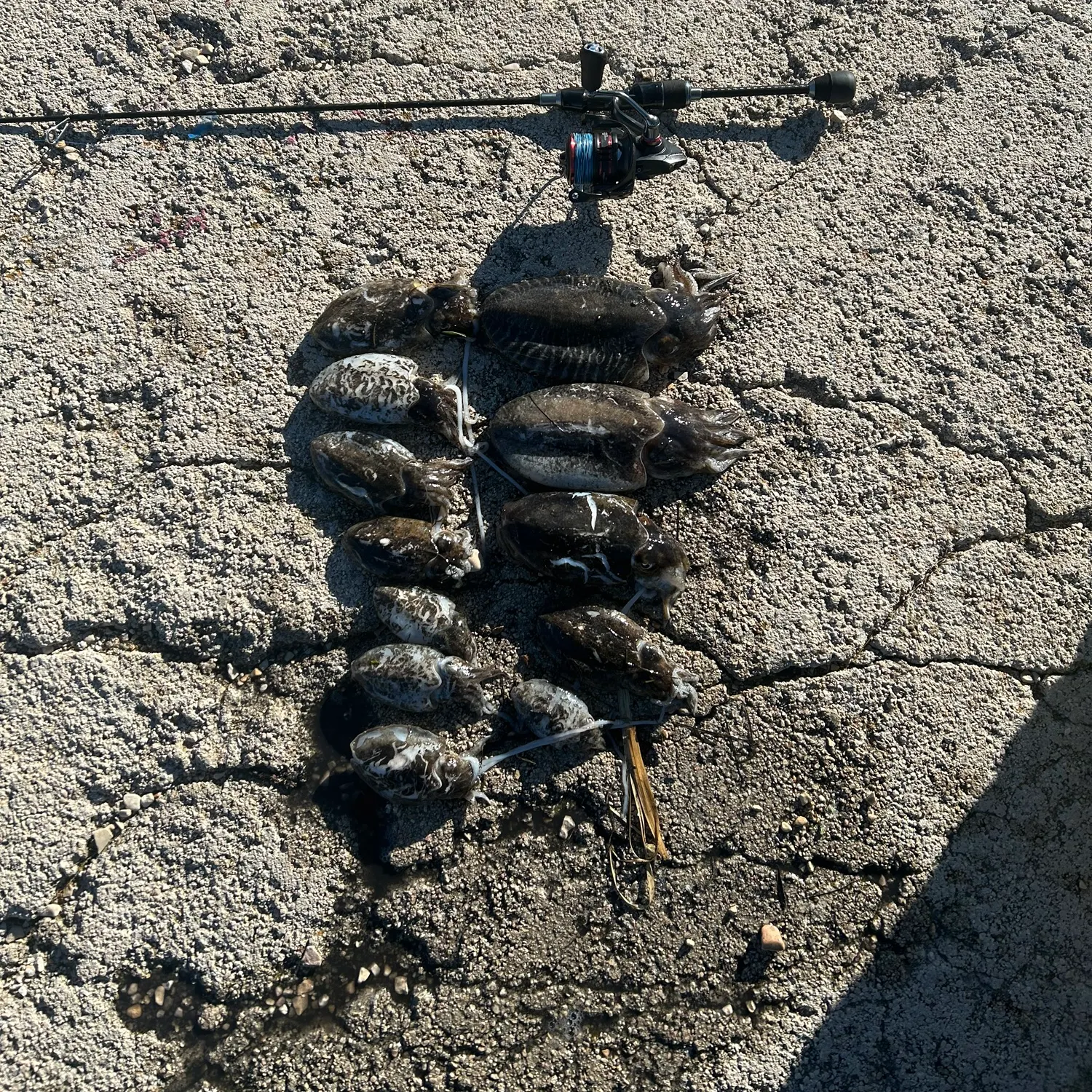 The most recent Common cuttlefish catches on Fishbrain