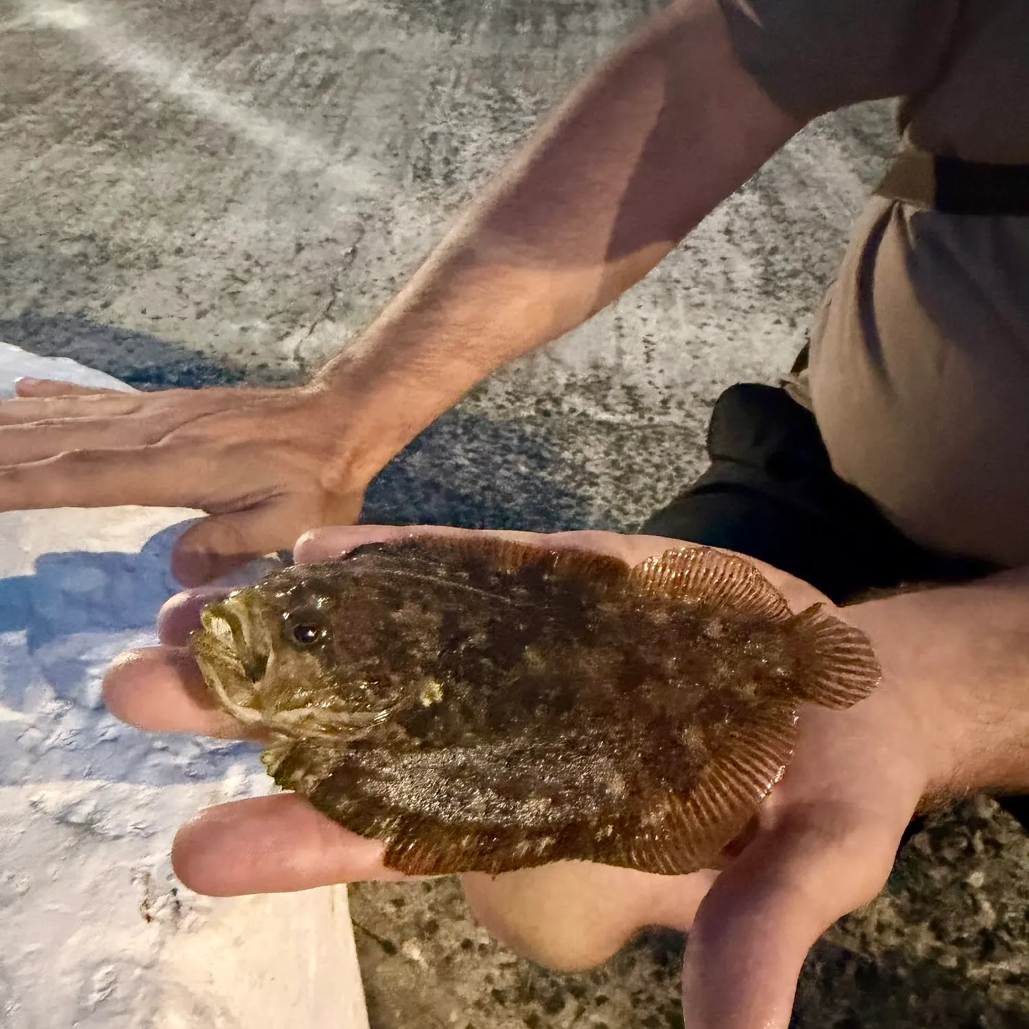 The most recent Topknot catches on Fishbrain