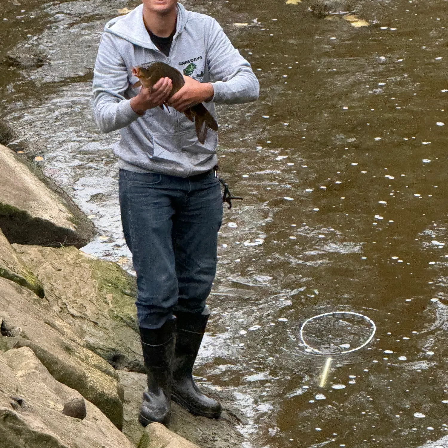 Common carp caught on Fishbrain