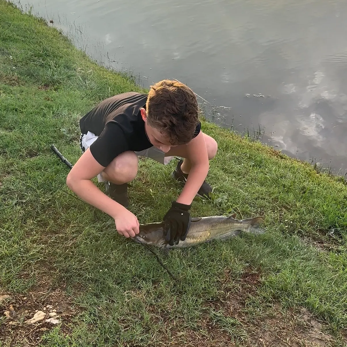 Channel catfish caught on Fishbrain