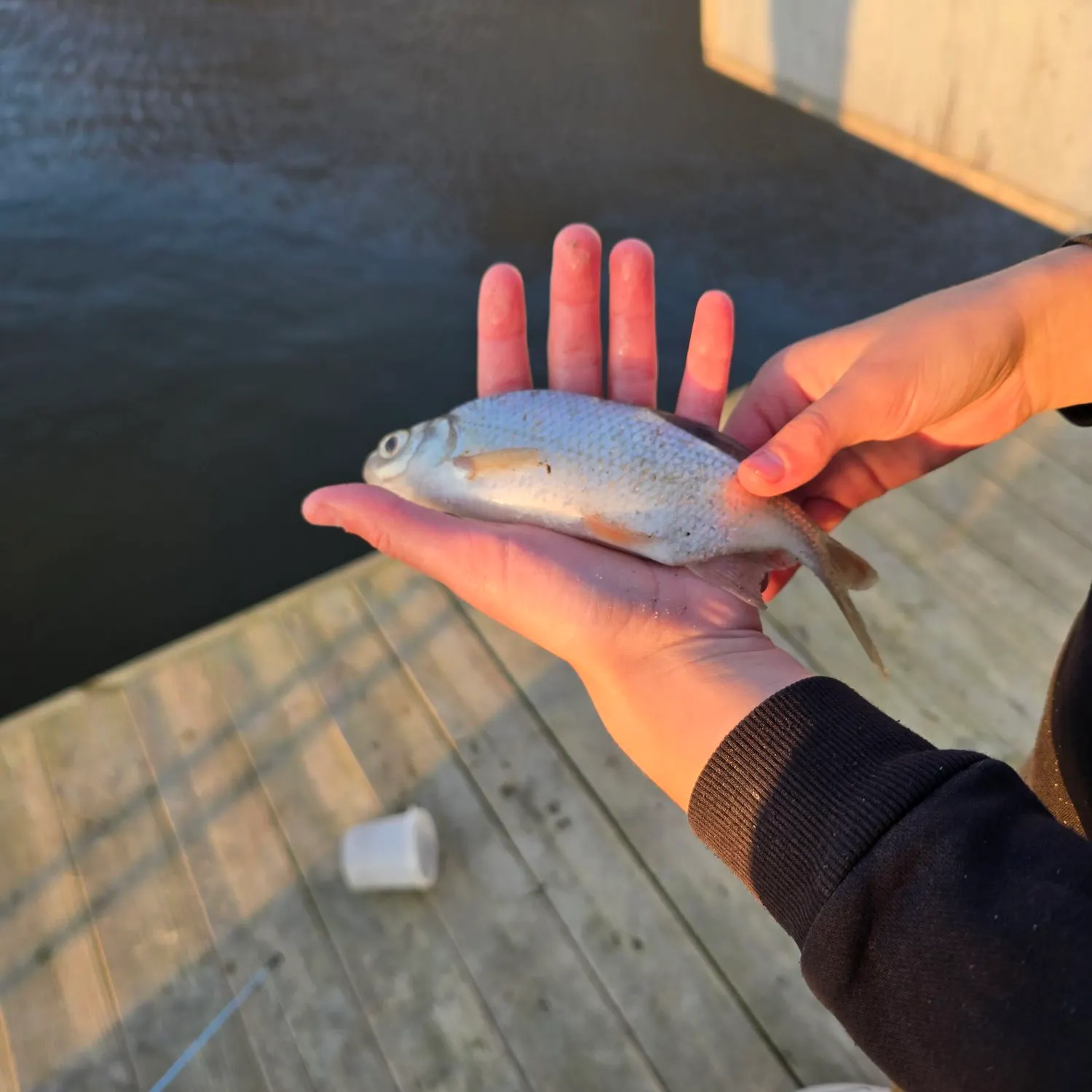 Common bream caught on Fishbrain