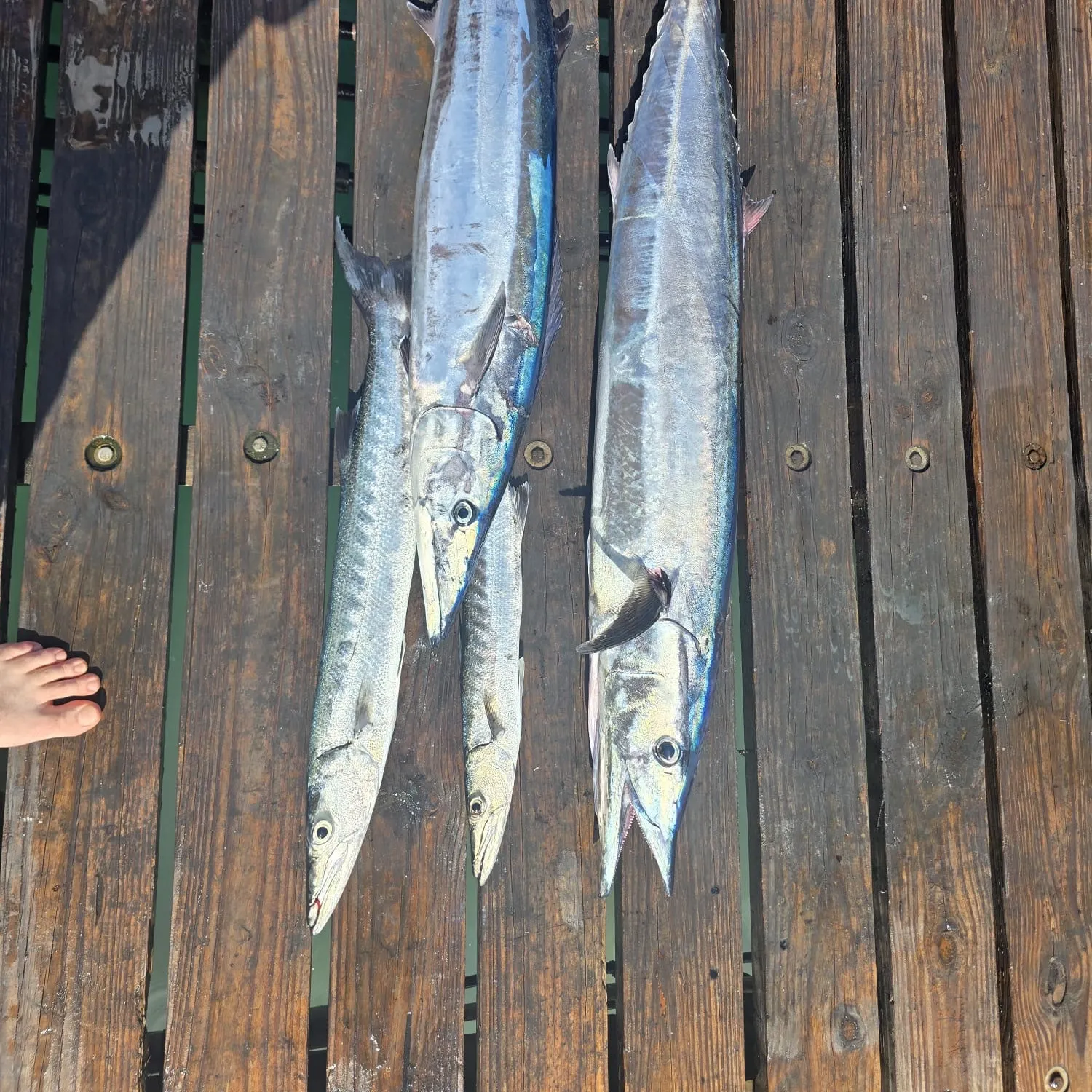 recently logged catches